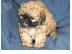 PoulaTo: Οικογένεια Rasie Shih Tzu
